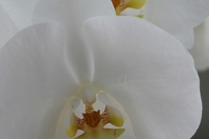 Preciosa orquídea blanca