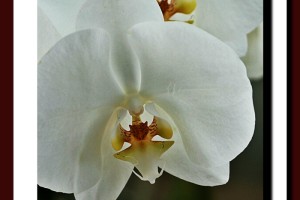Con todo mi amor… Ésta orquídea es para ti