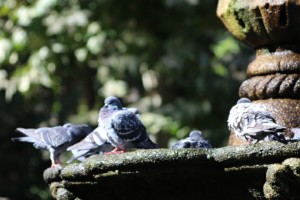 Fuente parque palomas