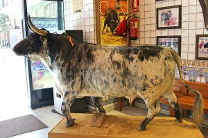 Toro de lidia disecado en bar taurino Carrera de San Jerónimo Madrid