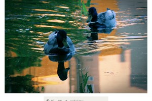 Reflejos en la charca de patos silvestres del Río Miño Orense – Imagen: Manuel Ramallo
