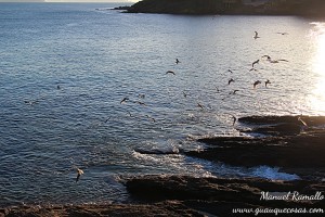 Gaviotas y otras aves marinas en las rocas de Portonovo Sanxenxo Pontevedra