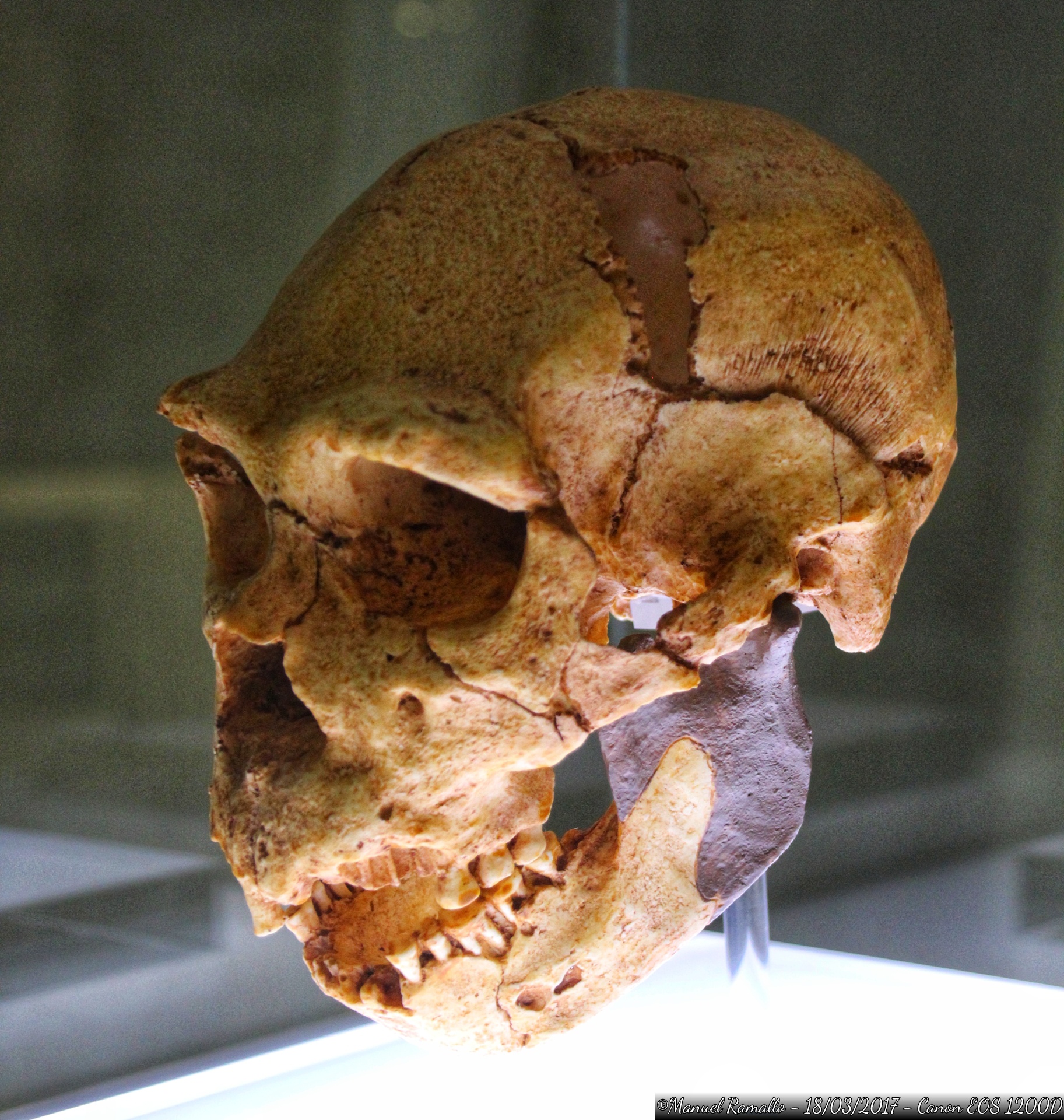 homo-heidelbergensis-atapuerca-miguelon-400000-anos-antiguedad