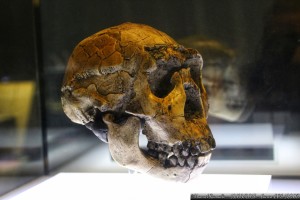 craneo-homo-ergaster-16-millones-anos-nino-lago-turkana-kenia