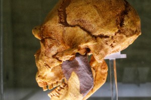 craneo-homo-heidelbergensis-miguelon-atapuerca-400000-anos-antiguedad