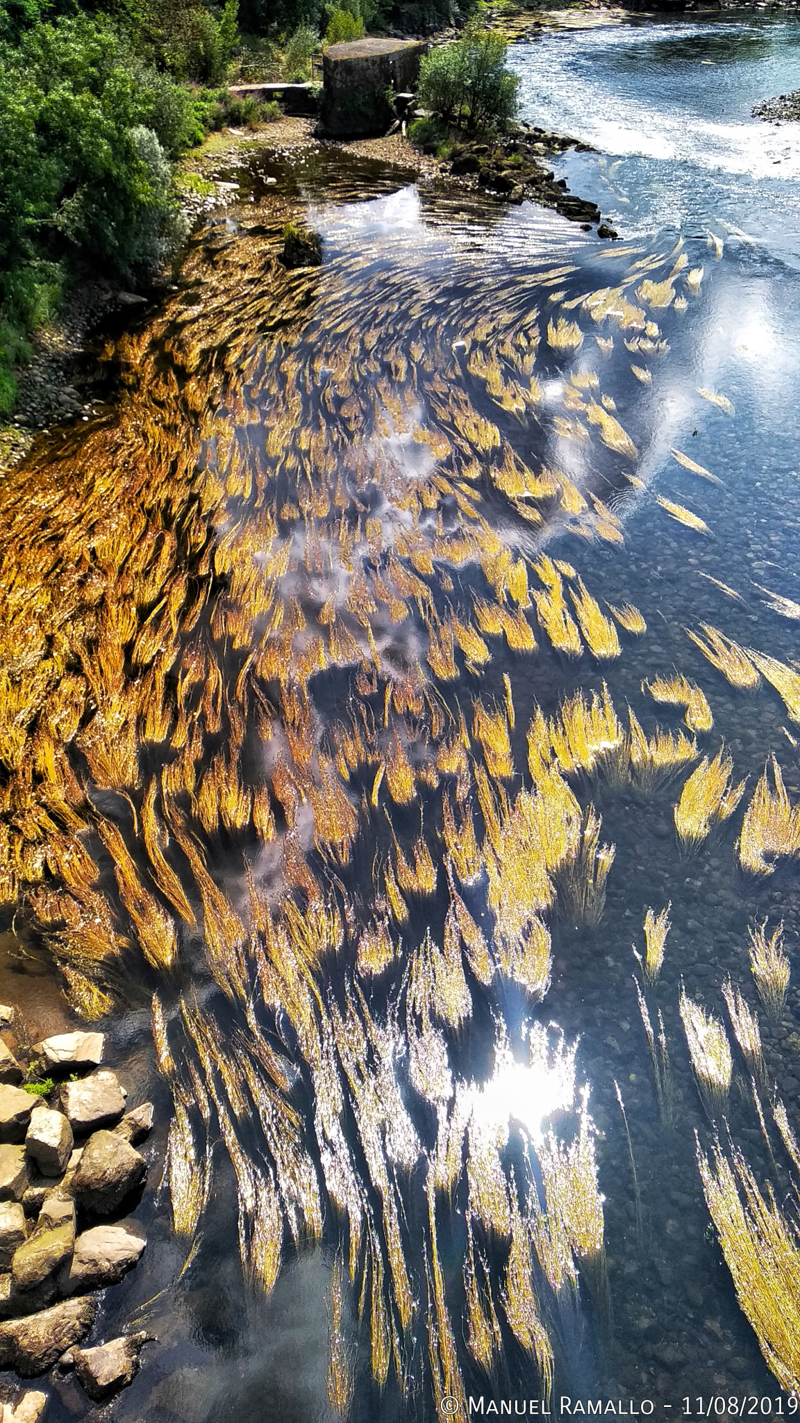 Algas en el río Miño
