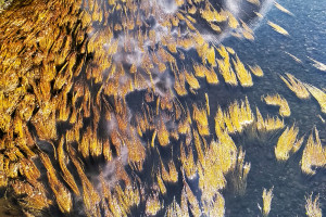 Algas en el río Miño